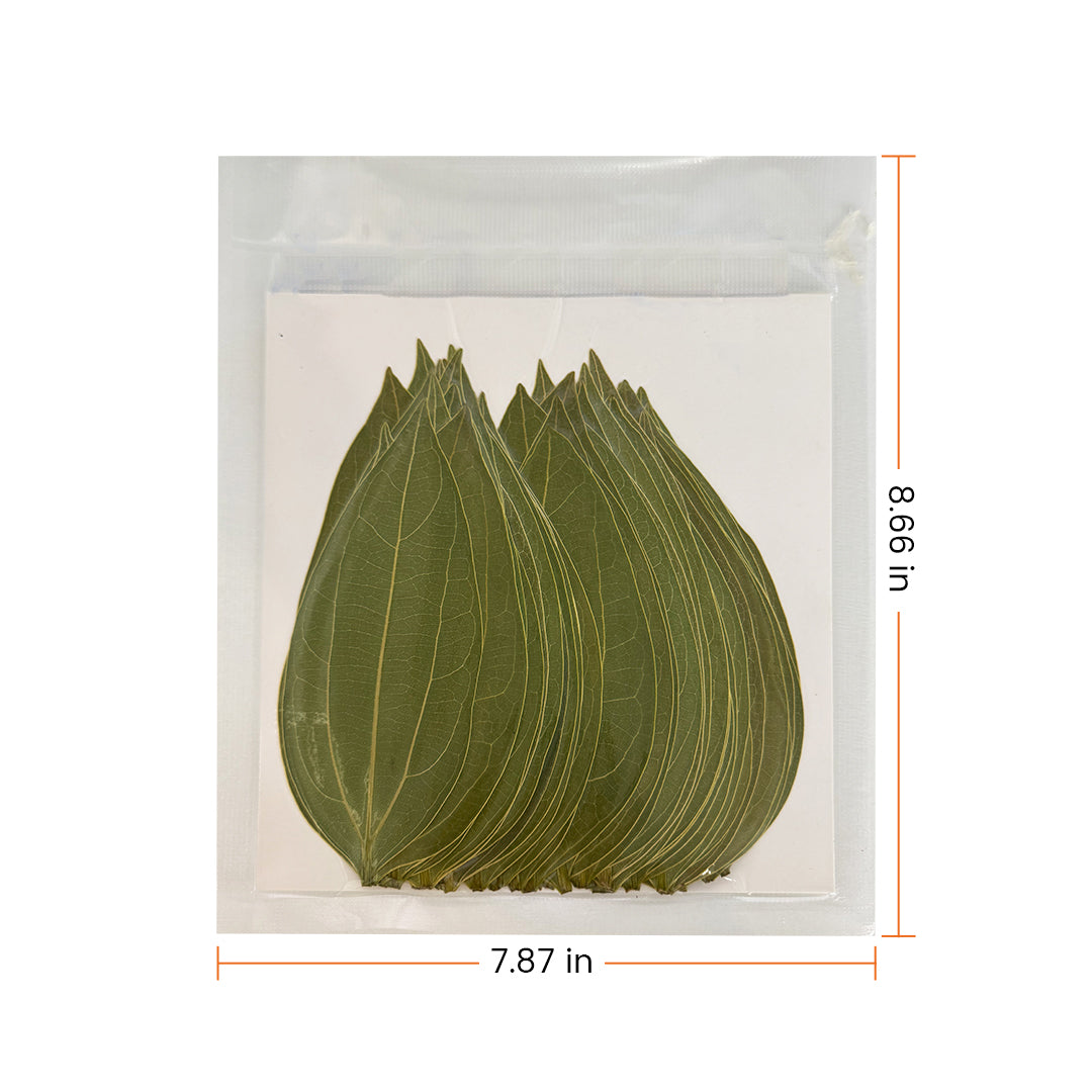 Cinnamon Leaf for Engraving (50pcs)