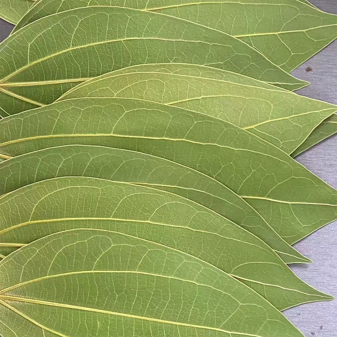 Cinnamon Leaf for Engraving (50pcs)