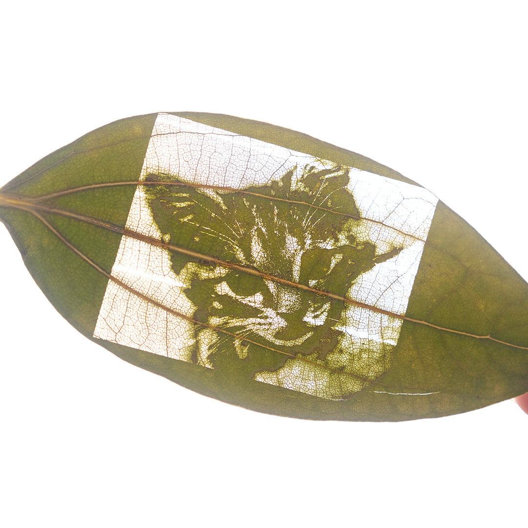 Cinnamon Leaf for Engraving (50pcs)